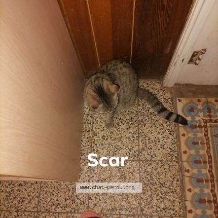 Photo 1/1 Scar Chat lost in Erquelinne