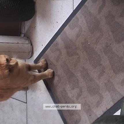 Photo 1/1 Kiki Kiki d'amour Chat lost in Saint quentin