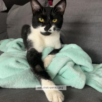 Photo 1/1 Mimi Chat lost in L arbresle