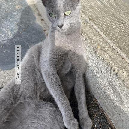 Photo 1/2 Romy Chat lost in Ermont