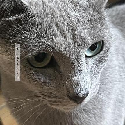 Photo 2/2 Romy Chat lost in Ermont