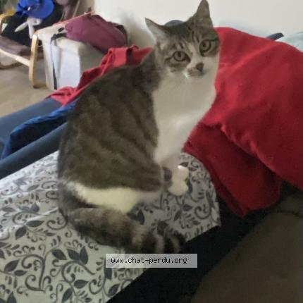 Photo 1/1 Rose Chat lost in Valence