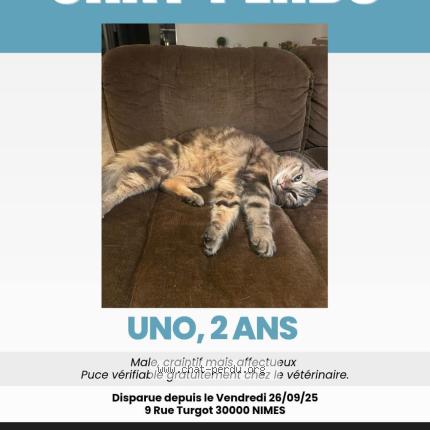 Photo 1/1 Uno Chat lost in Nimes