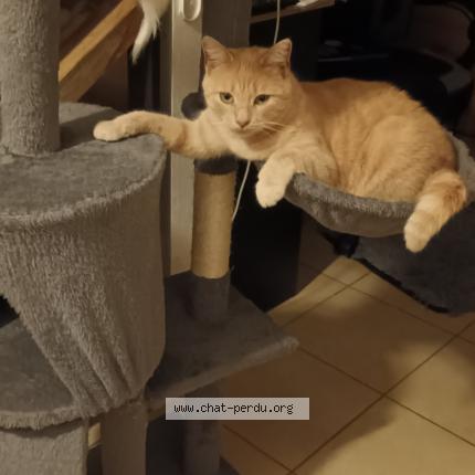 Photo 1/1 Mimine Chat lost in Longeves