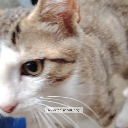 Photo 1/1 Pirate Chat lost in Montpellier