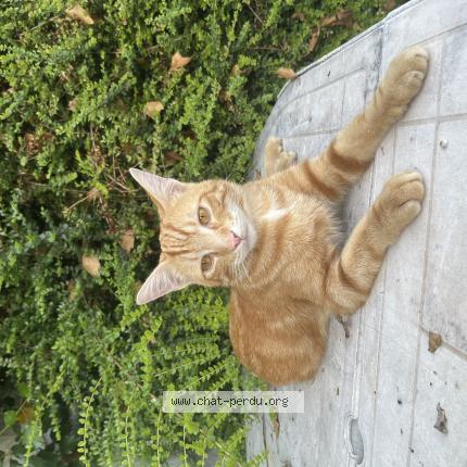 Photo 1/1 Willow Chat lost in Asnieres la giraud