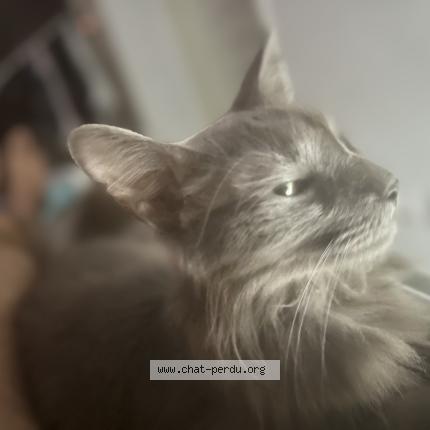 Photo 1/1 Leon Chat lost in Marseille