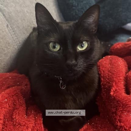 Photo 1/1 Spooky Chat lost in Argenteuil