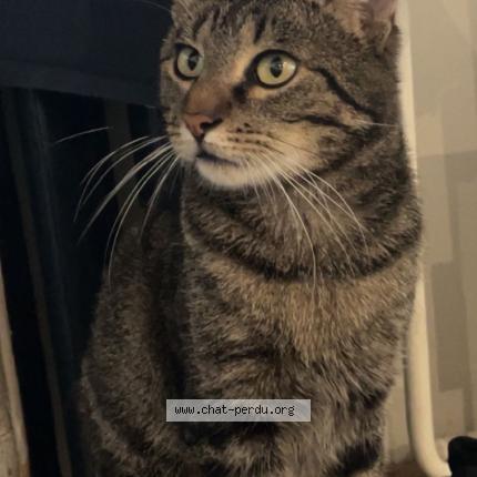 Photo 1/1 Peper Chat lost in Kain