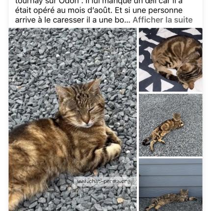 Photo 1/1 Mimine Chat lost in Commune de tournay sur odon