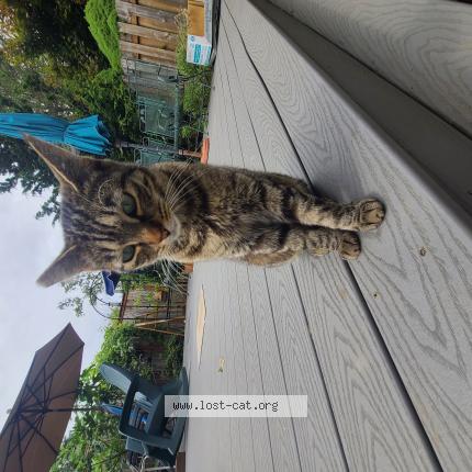 Photo 1/1 Reunited cat Lost in Aloha