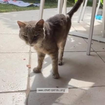 Photo 1/1 Vagabond Chat lost in Longpont sur orge