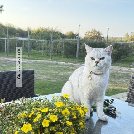 Photo 1/1 Simba Cat lost in Saanichton