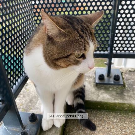 Photo 1/1 Simba Chat lost in Savigne sur lathan