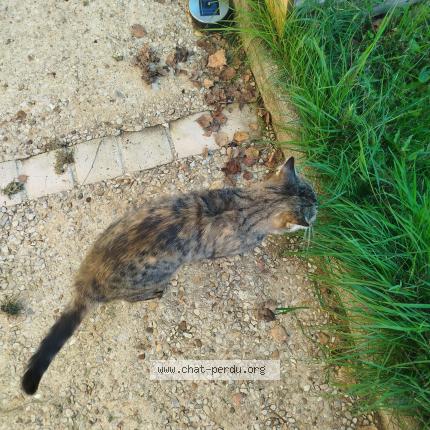 Photo 1/1 Found cat Found in Saint claud
