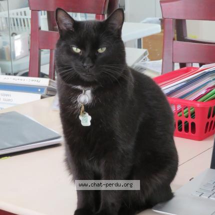 Photo 1/1 Cat reunited Lost in Saint lambert