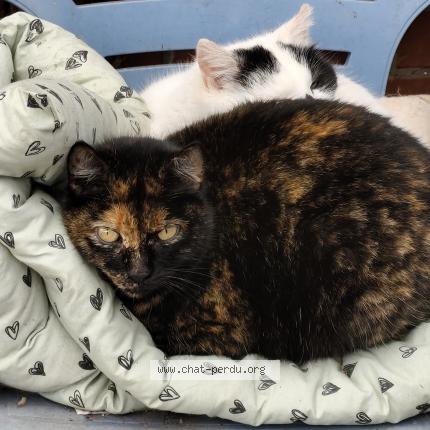 Photo 1/1 Maya Chat lost in Saint michel sur ternoise