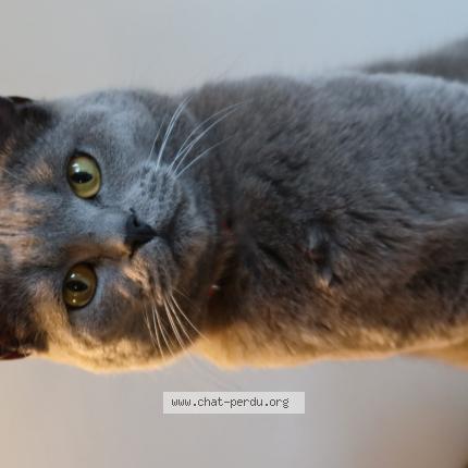 Photo 1/1 Ully Chat lost in Montmorency