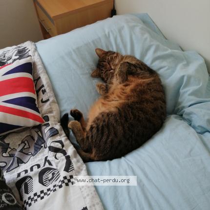 Photo 1/1 SAMBA Chat lost in Pornic