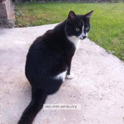 Photo 1/1 Stroma Chat lost in Lure