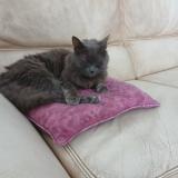 Picture of cat lost at Sainte Luce Sur Loire