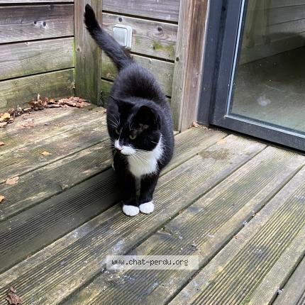Photo 1/1 Found cat Found in Hattigny