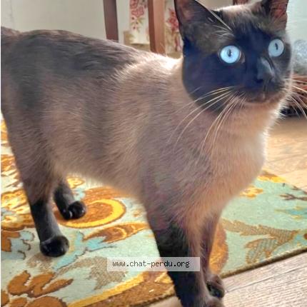 Photo 2/2 Minou Chat lost in Masleon