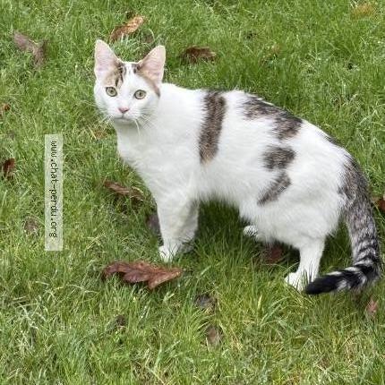 Photo 1/1 Wally Chat lost in Angers