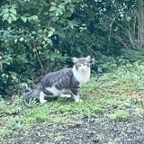 Picture of cat found at Bourg En Bresse