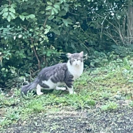Photo 1/1 Found cat Found in Bourg en bresse