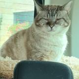 Picture of cat lost at Metz