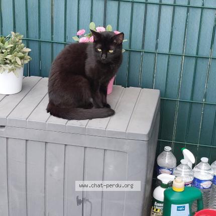 Photo 1/1 Mia Chat lost in Chambly