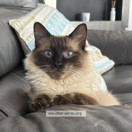 Photo 1/1 Ano&iuml; Chat lost in Yerres