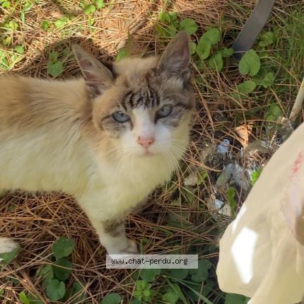 Photo 1/1 Choumi Chat lost in Treillieres