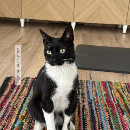 Photo 1/1 Sharly Chat lost in Marseille