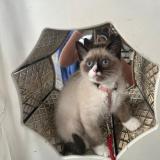 Picture of cat lost at Toulouse