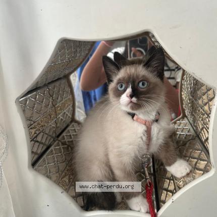 Photo 1/1 Audi Chat lost in Toulouse