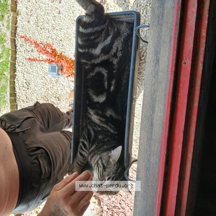 Photo 1/1 Capucin Chat lost in Joigny