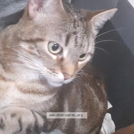 Photo 1/1 NOVA Chat lost in Besancon