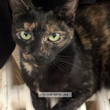 Photo 1/1 Yoda Chat lost in Les abymes