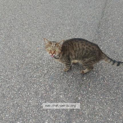 Photo 1/1 Cat reunited Found in Le havre