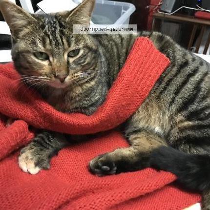 Photo 1/1 Lolame Chat lost in Beaucamps ligny