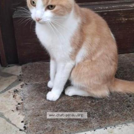 Photo 1/1 Pollen Chat lost in Le raincy