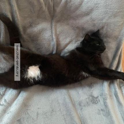 Photo 1/1 Found cat Found in Mouroux