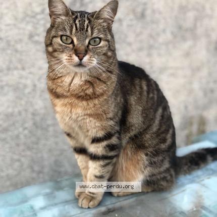 Photo 1/1 Stitch Chat lost in Fretigney et velloreille