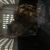 Picture of cat found at Pachuca De Soto