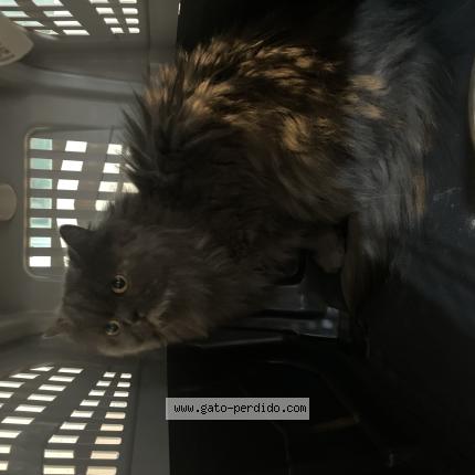 Photo 1/1 Found cat Found in Pachuca de soto