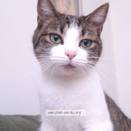 Foto van vermiste kat in Uccle