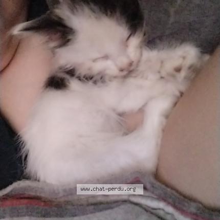 Photo 1/1 Grincheux Chat lost in Caudry