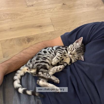 Photo 1/1 Nala Chat lost in La garenne colombes